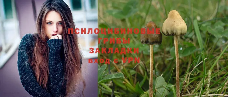 Псилоцибиновые грибы Cubensis  blacksprut   Азов  сколько стоит 