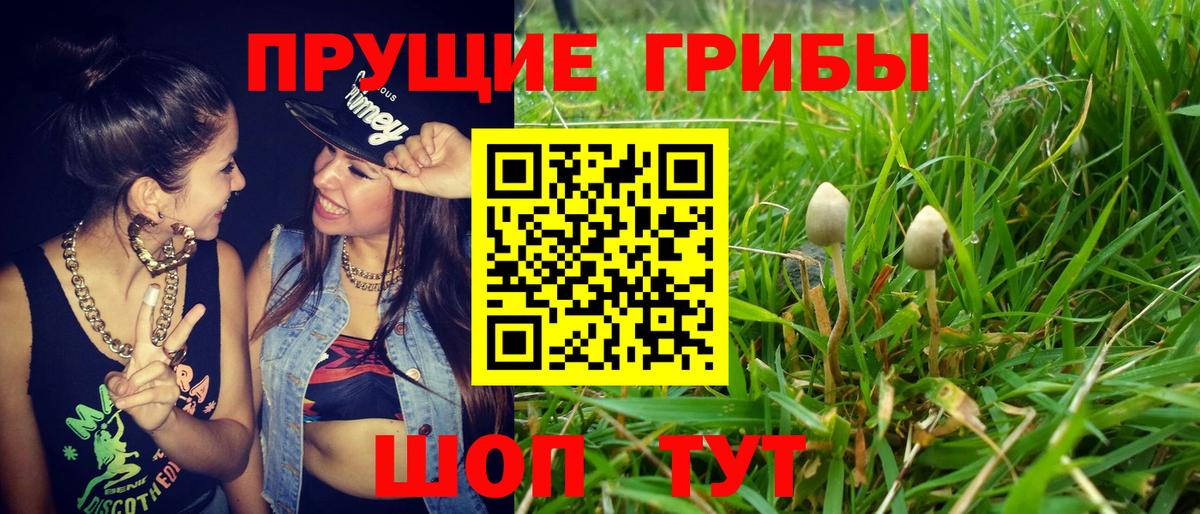 Галлюциногенные грибы Psilocybine cubensis  Азов  Галлюциногенные грибы мухоморы 